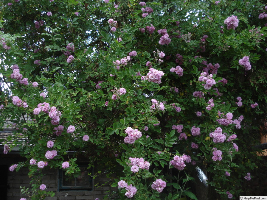 'Parník Liptov' rose photo