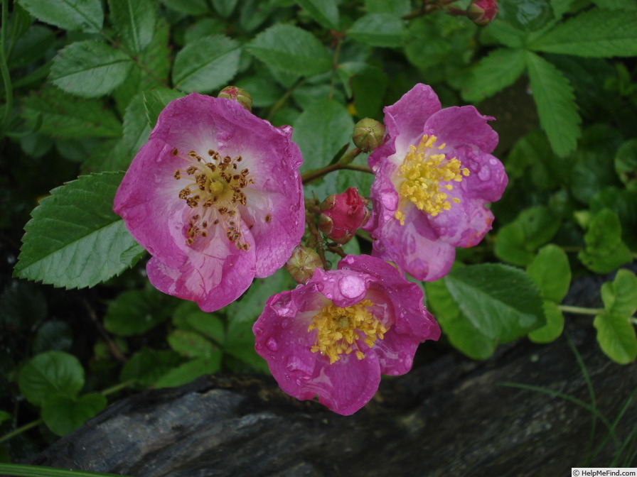 'Černica' rose photo