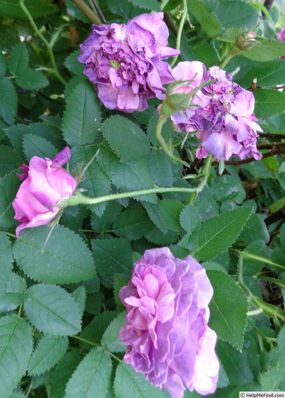 'Belle de Crécy (Gallica, Roeser, 1829)' rose photo