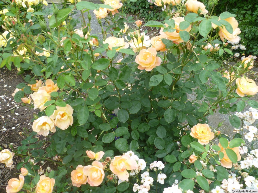'The Lark Ascending' rose photo