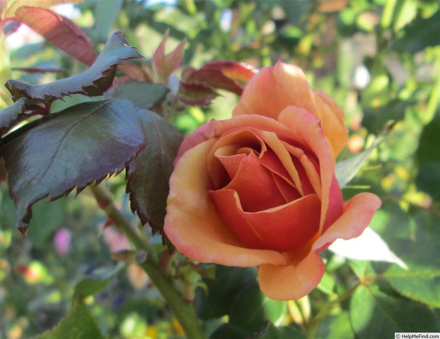 'Belle Époque (hybrid tea, Fryer before 1993)' rose photo