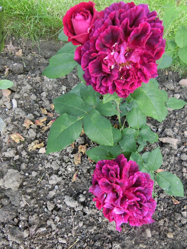 'Alexandre Dupont' rose photo