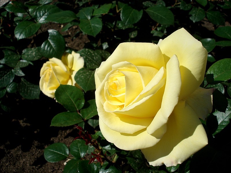 'Avec Amour ®' rose photo