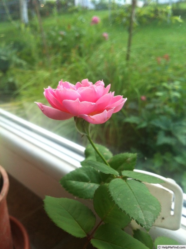 'Frozen in time' rose photo