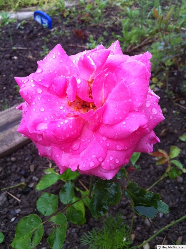 'Frozen in time' rose photo