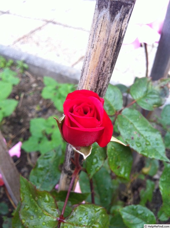 'Flappy' rose photo
