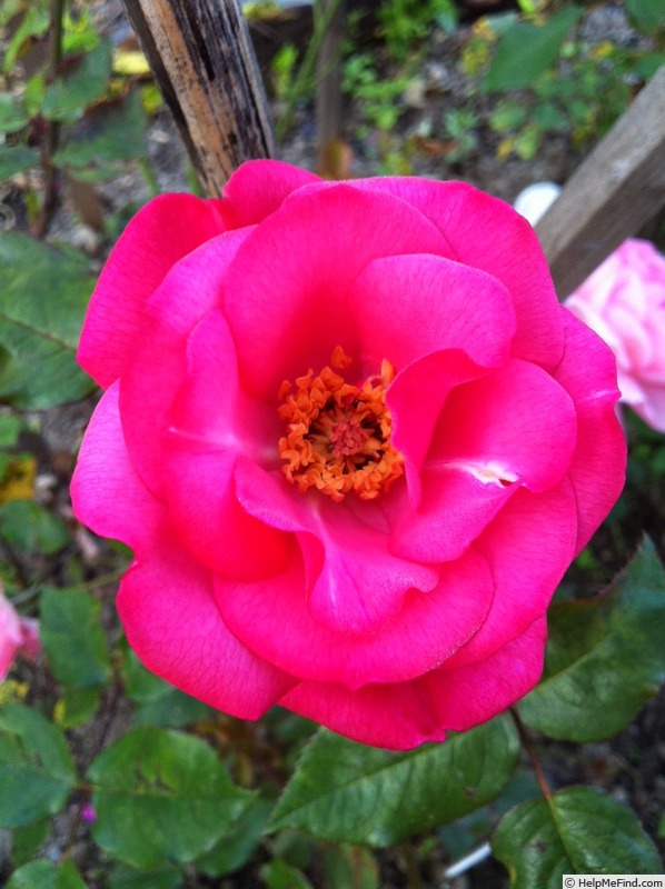 'Flappy' rose photo