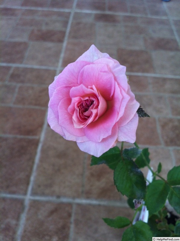 'Indeed' rose photo