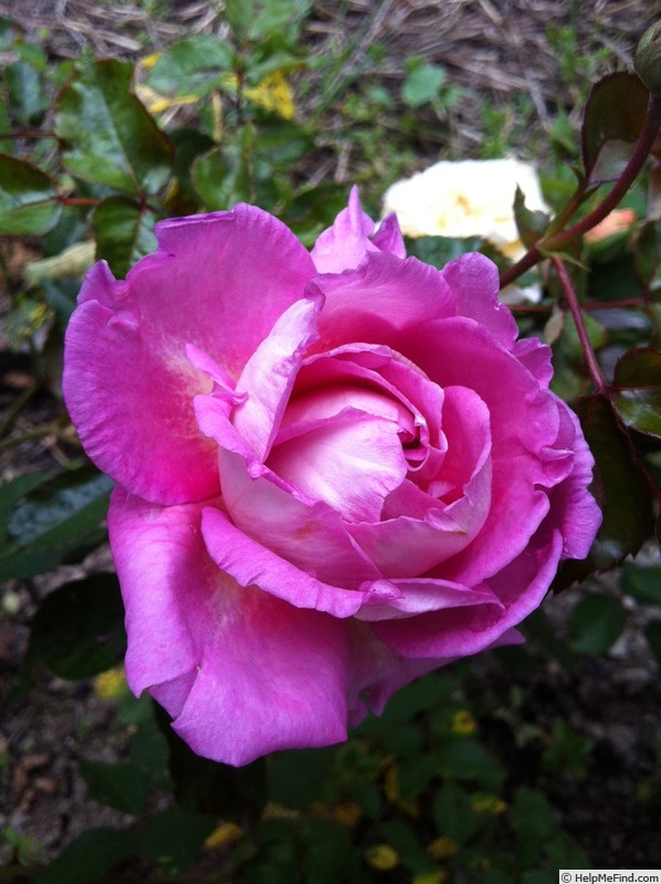 'Indeed' rose photo