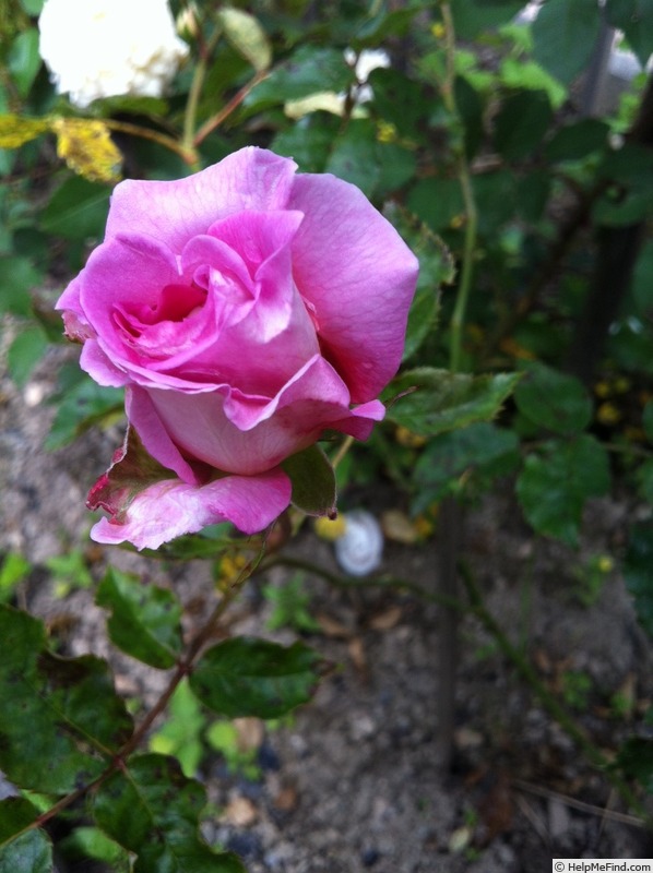 'Indeed' rose photo