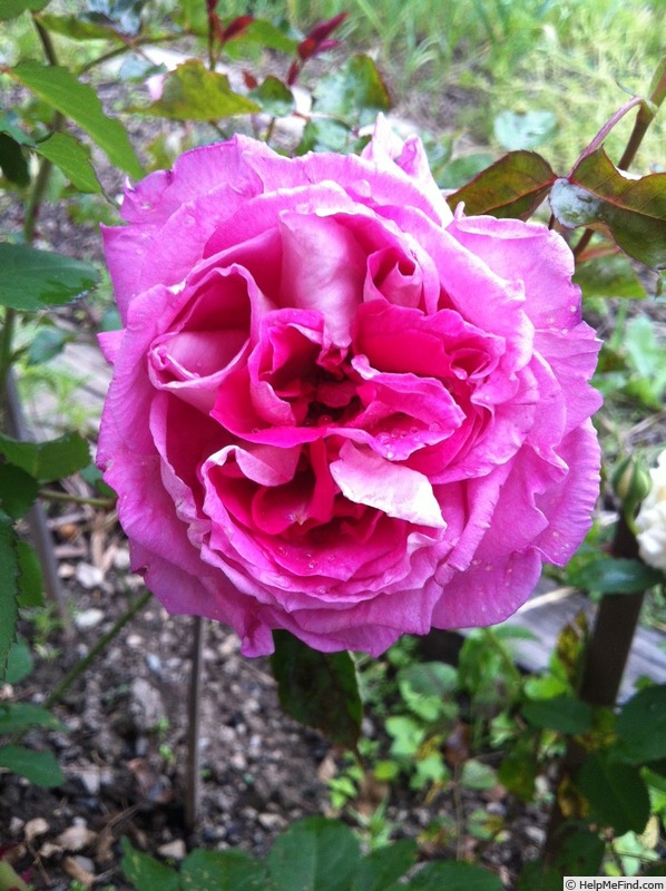 'Indeed' rose photo