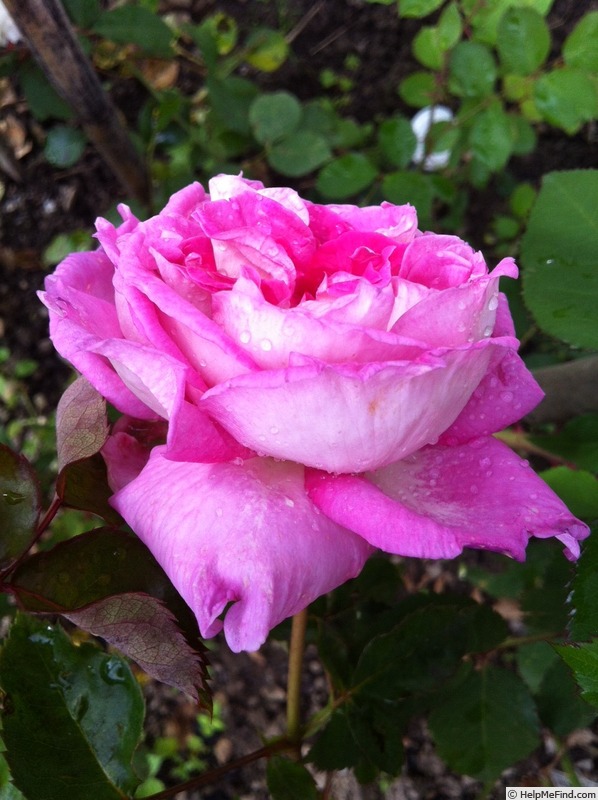 'Indeed' rose photo