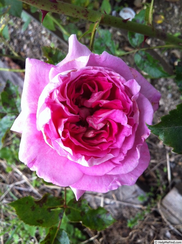 'Indeed' rose photo