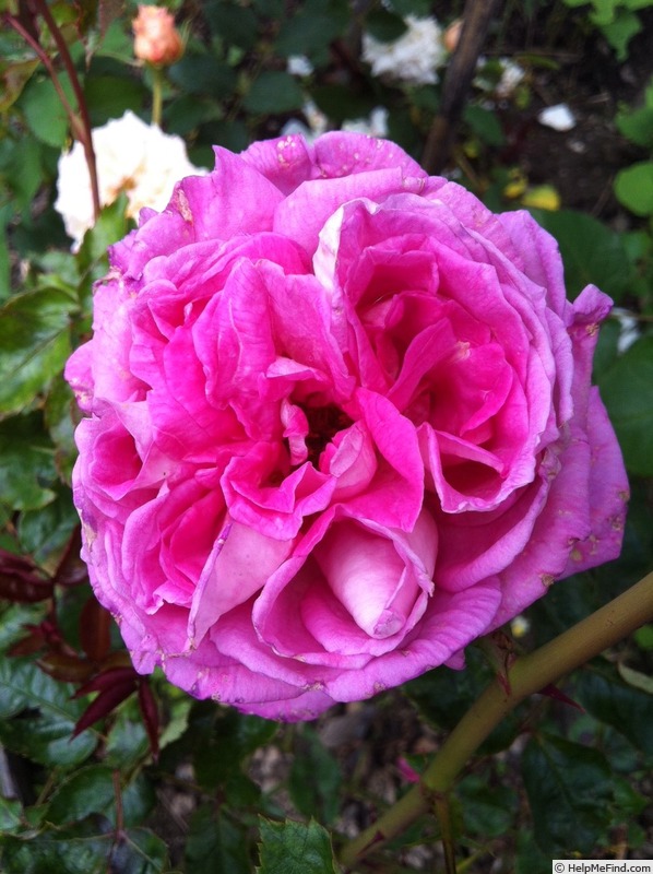 'Indeed' rose photo