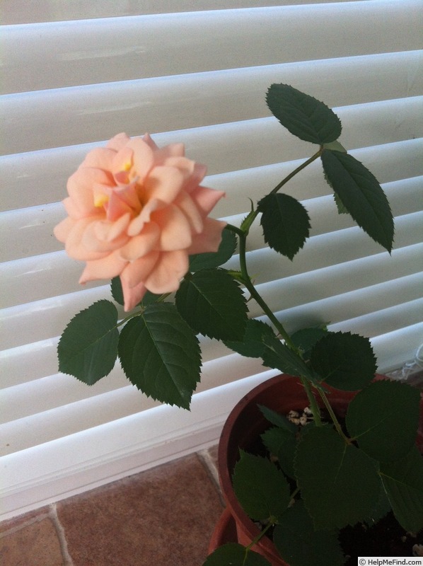 'Just fit' rose photo