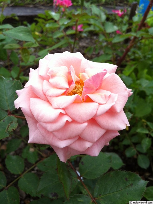 'Just fit' rose photo