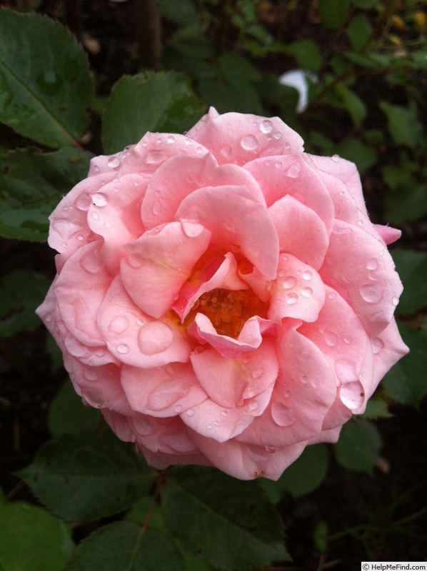 'Just fit' rose photo