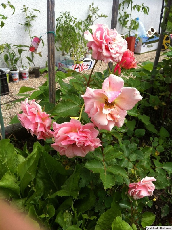 'Just fit' rose photo