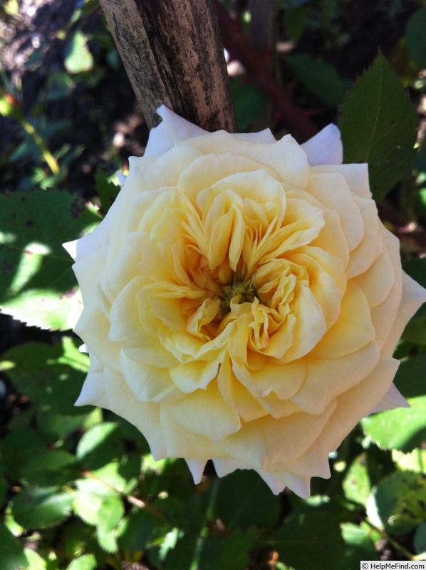 'Island in the waves' rose photo