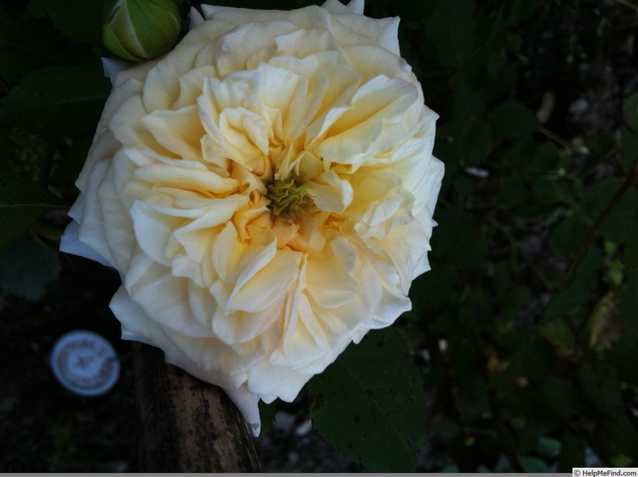 'Island in the waves' rose photo