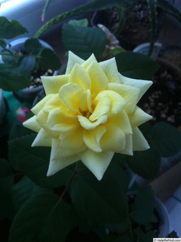 'Creamy treasure' rose photo