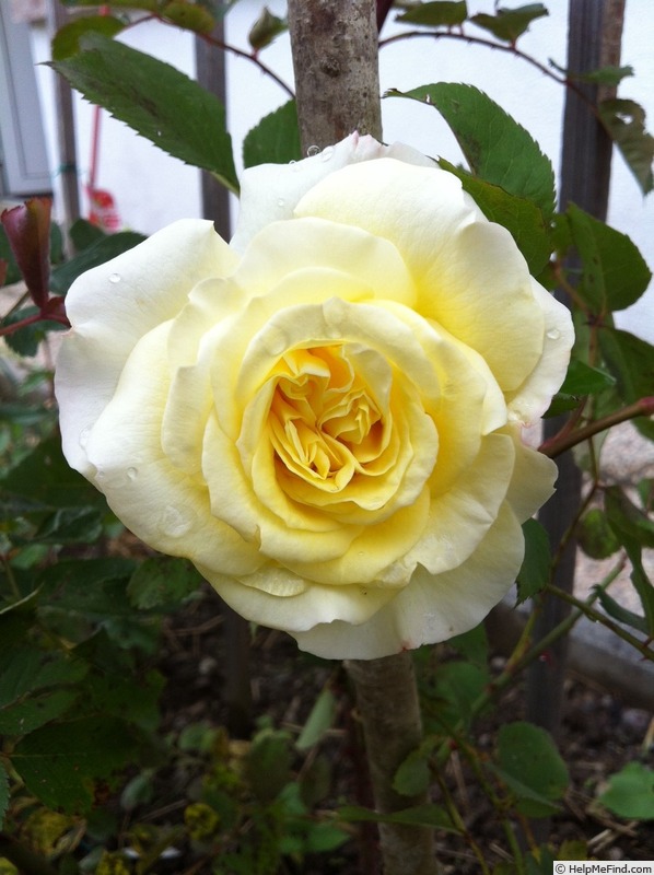 'Creamy treasure' rose photo