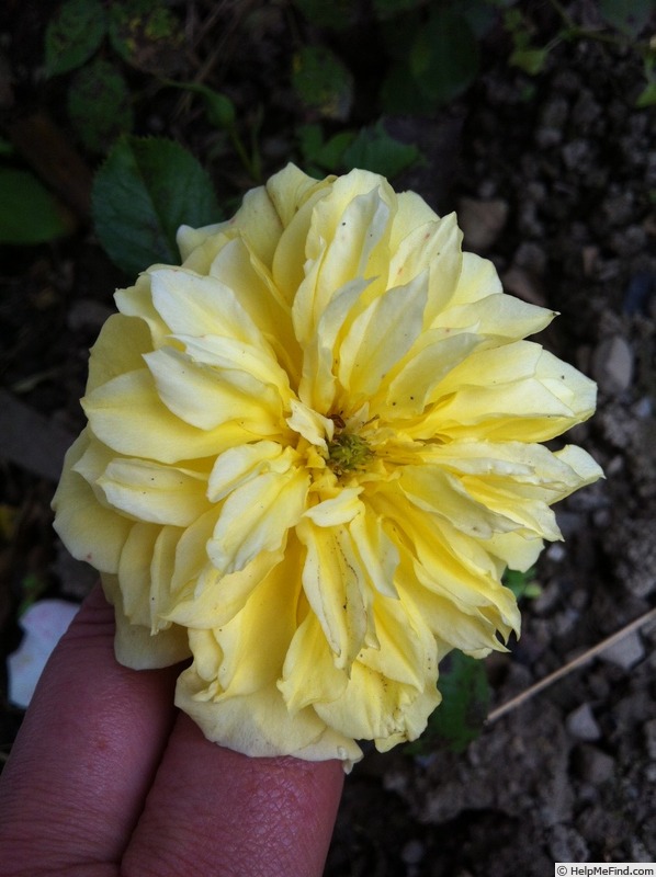 'A pillow' rose photo