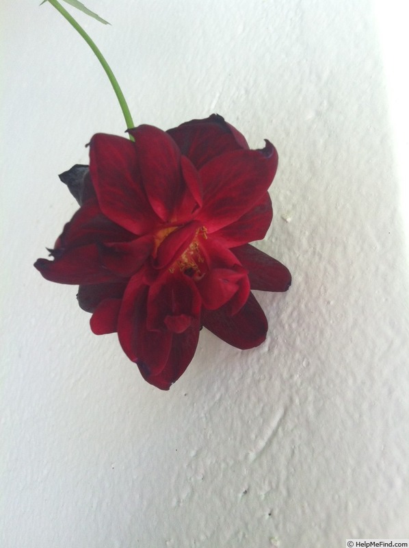 'A knight in black' rose photo