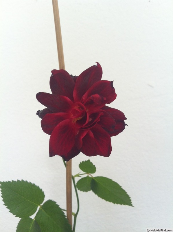 'A knight in black' rose photo