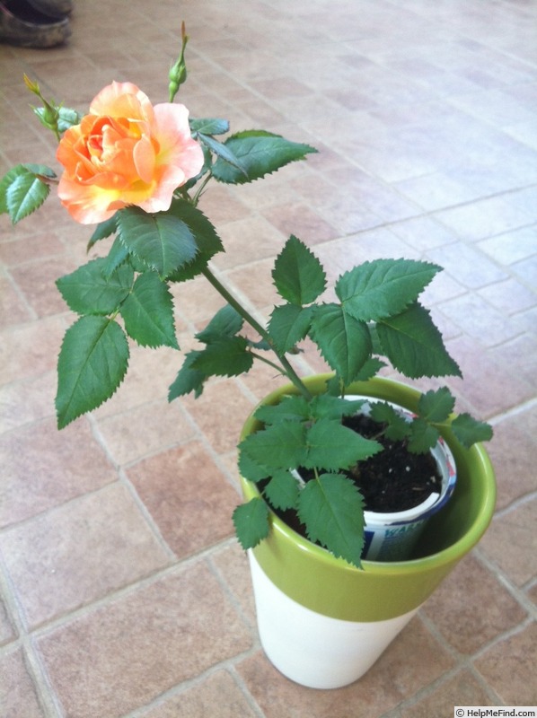 'Evening sun' rose photo