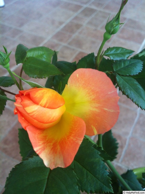 'Evening sun' rose photo