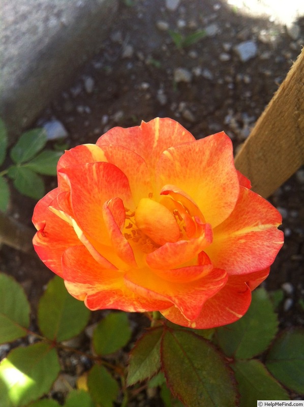 'Evening sun' rose photo
