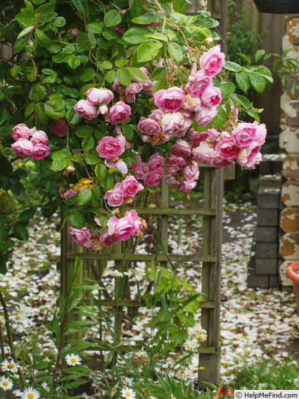 'Jasmina ™ (LCl, Kordes, 1996)' rose photo