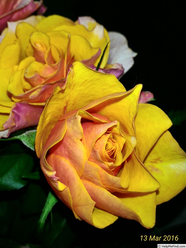 'El Paso™ Love Forever®' rose photo