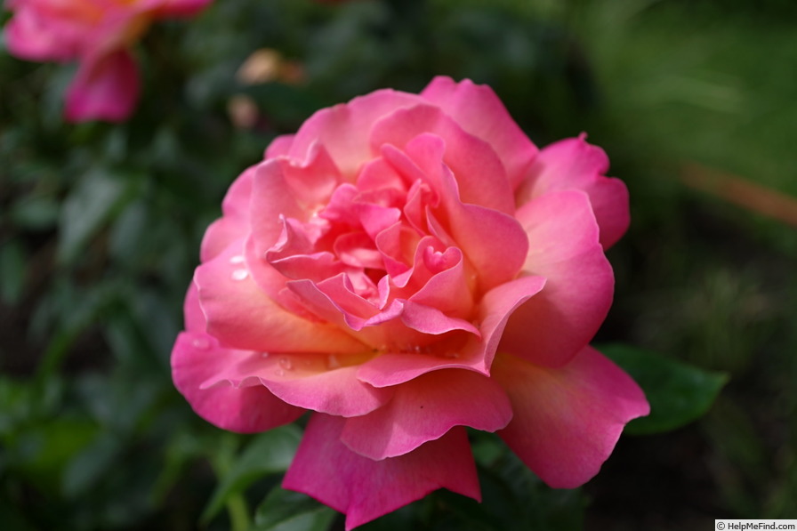 'JOHnago' rose photo