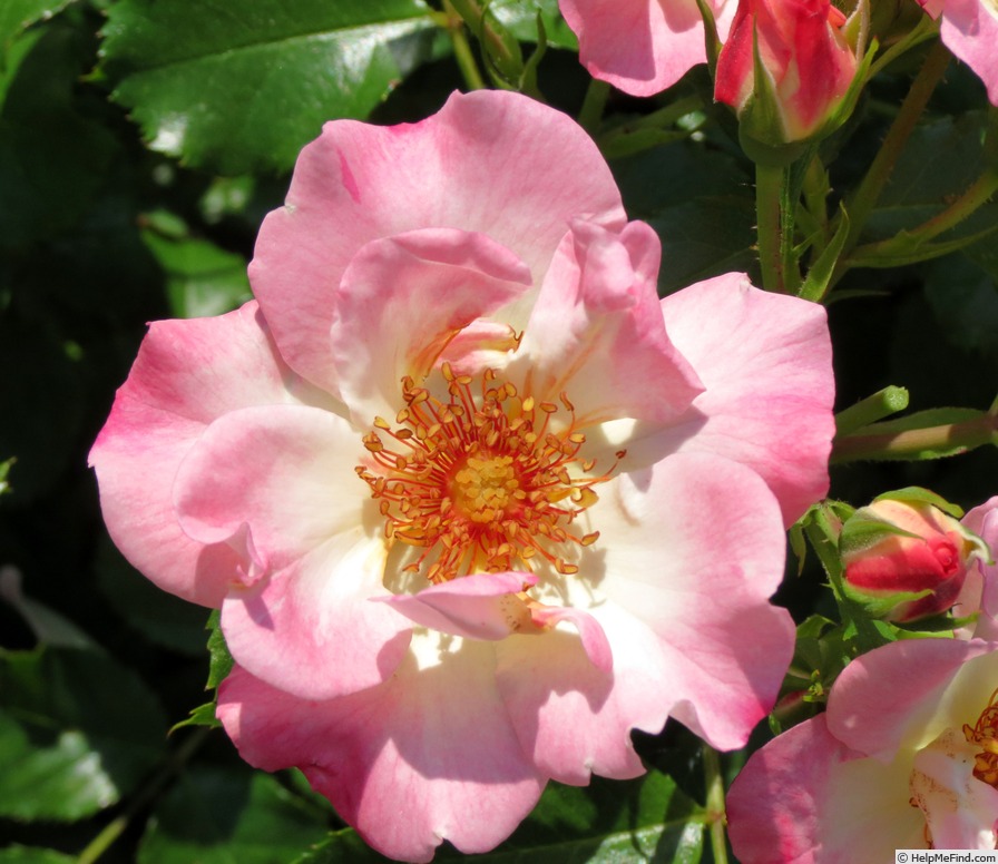 'Dolomiti (floribunda, Kordes 1999)' rose photo