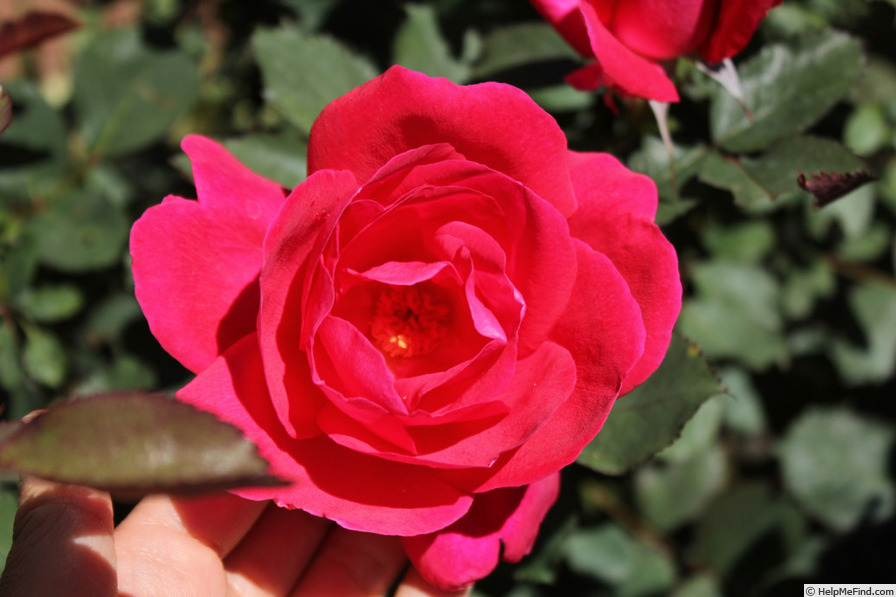 'Winnipeg Parks' rose photo