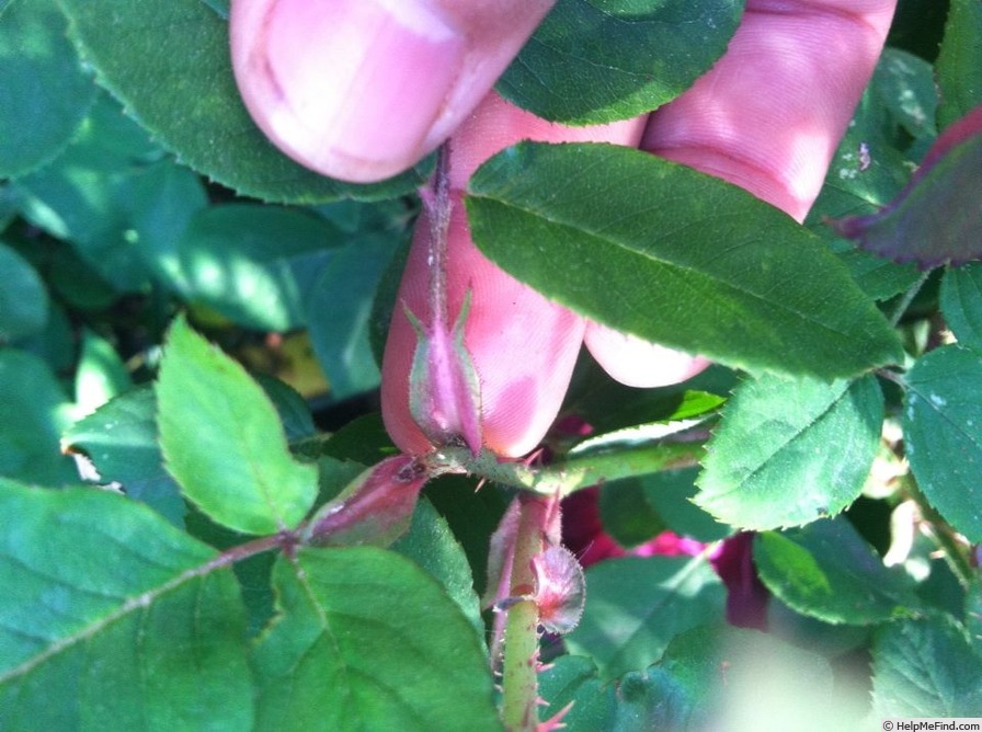 'Monsieur Boncenne' rose photo