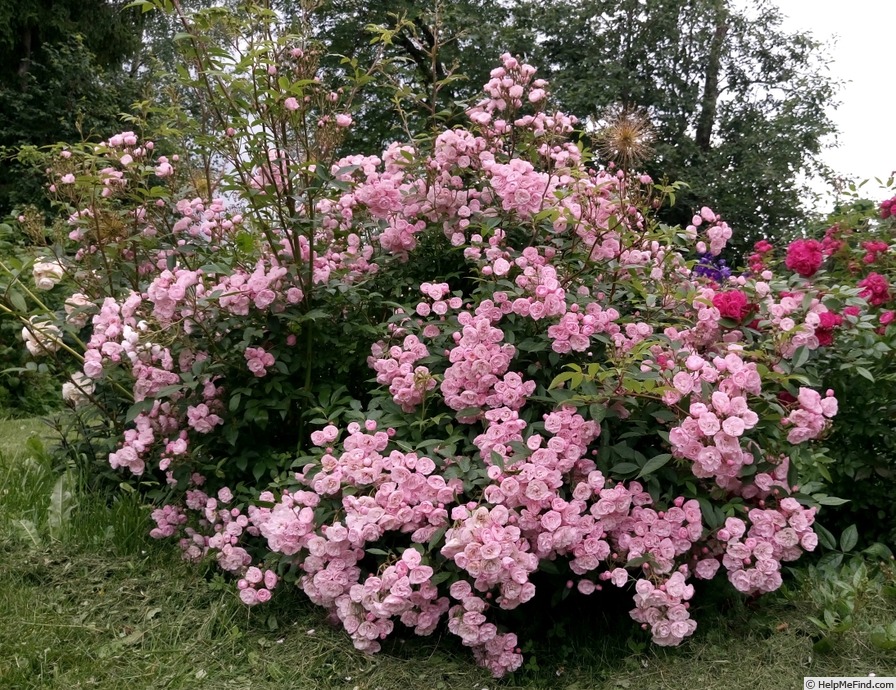 'Heavenly Pink ® (Hybrid Musk, Lens 1997)' rose photo