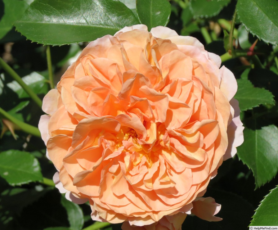 'Floral Fairy Tale' rose photo