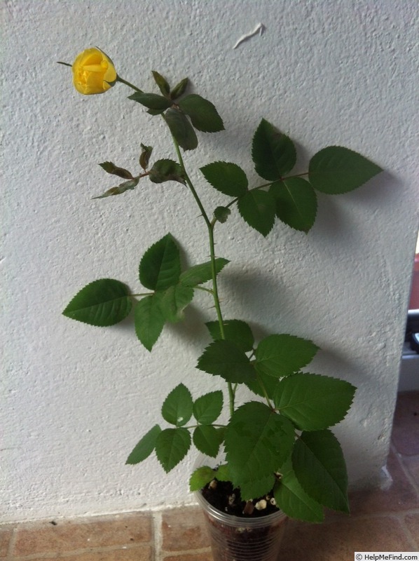 'Anima' rose photo