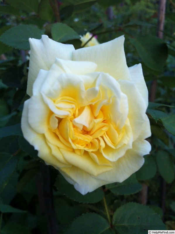 'Anima' rose photo