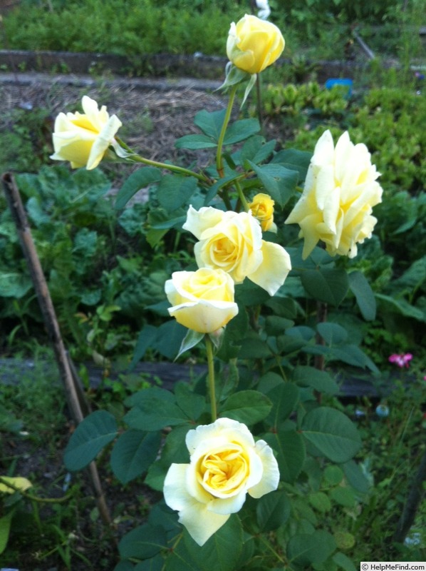 'Anima' rose photo