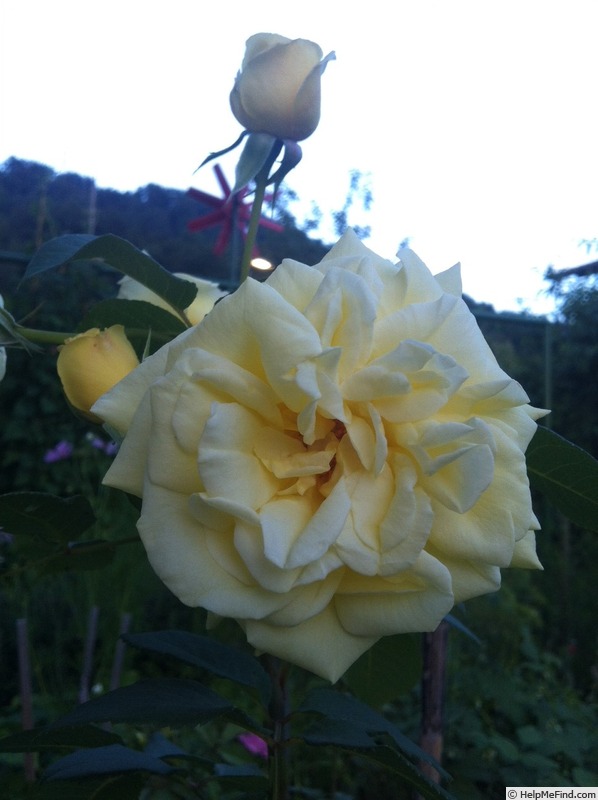'Anima' rose photo
