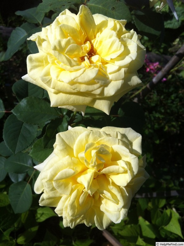 'Anima' rose photo