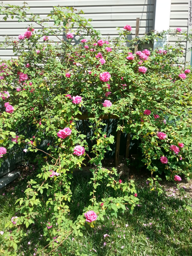 'Zéphirine Drouhin (bourbon, Bizot 1868)' rose photo