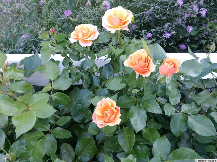 'Honey Nectar™' rose photo