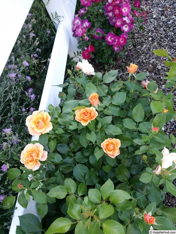 'Honey Nectar™' rose photo