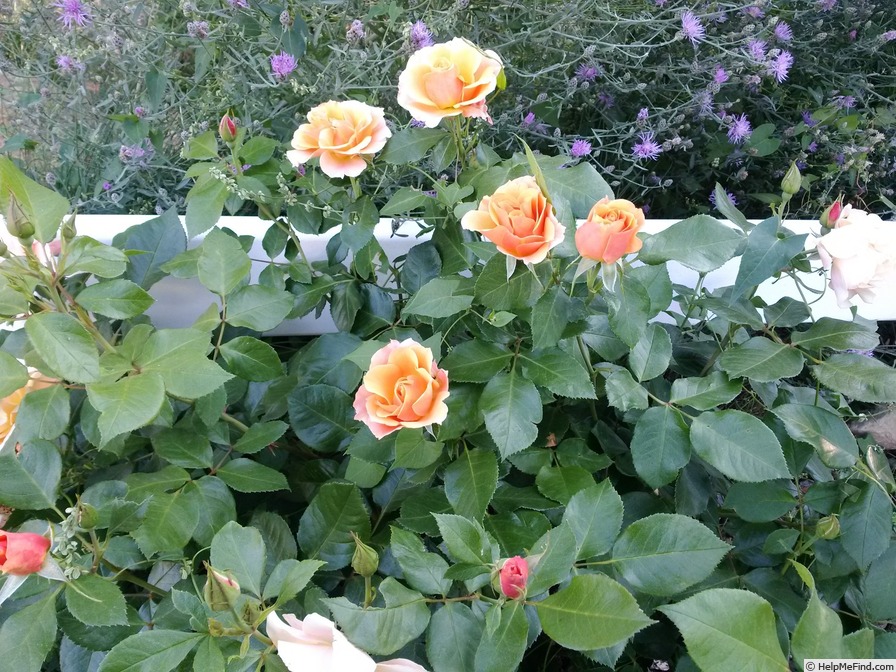 'Honey Nectar™' rose photo