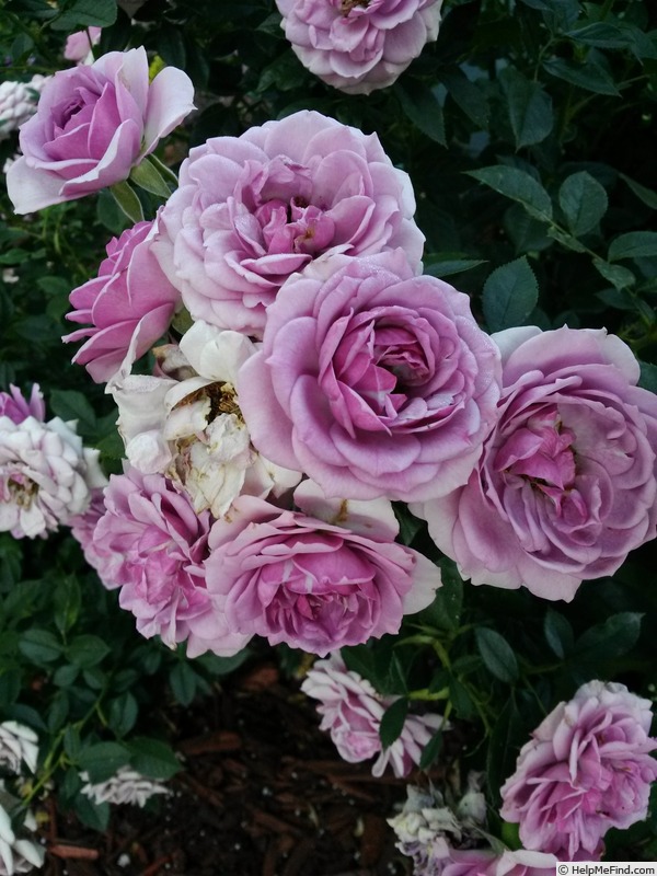 'Lavender Veranda ®' rose photo